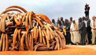 KENYA-IVORY-CONTRABAND-BURN