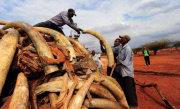 KENYA-IVORY-CONTRABAND-BURN