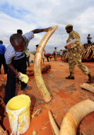 KENYA-IVORY-CONTRABAND-BURN