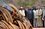 KENYA-IVORY-CONTRABAND-BURN