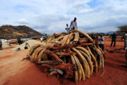 KENYA-IVORY-CONTRABAND-BURN