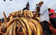 KENYA-IVORY-CONTRABAND-BURN