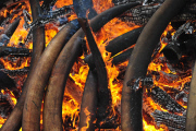 KENYA-IVORY-CONTRABAND-BURN