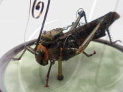 Insect Lab by Mike Libby, America - Jan 2011