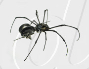 Insect Lab by Mike Libby, America - Jan 2011