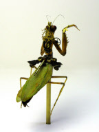 Insect Lab by Mike Libby, America - Jan 2011