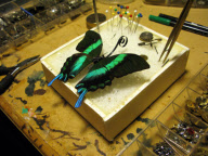 Insect Lab by Mike Libby, America - Jan 2011