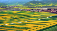 CHINA-QINGHAI-FLOWERS (CN)