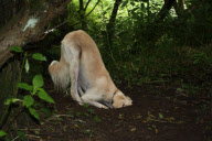 Kizzie the dog 'impersonates' Marilyn Monroe, Bakewell, Derbyshire, Britain - Jul 2011