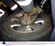 Casper the Cat gets his head stuck in a wheel, Bury St. Edmunds, Suffolk, Britain - May 2009