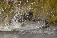 Lynx fails to catch duck, Denali National Park, Alaska, America - 2000s