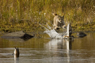 Lynx fails to catch duck, Denali National Park, Alaska, America - 2000s