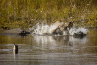 Lynx fails to catch duck, Denali National Park, Alaska, America - 2000s