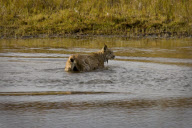 Lynx fails to catch duck, Denali National Park, Alaska, America - 2000s