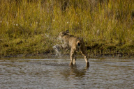 Lynx fails to catch duck, Denali National Park, Alaska, America - 2000s