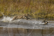 Lynx fails to catch duck, Denali National Park, Alaska, America - 2000s