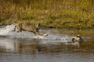 Lynx fails to catch duck, Denali National Park, Alaska, America - 2000s