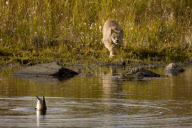 Lynx fails to catch duck, Denali National Park, Alaska, America - 2000s