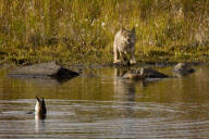 Lynx fails to catch duck, Denali National Park, Alaska, America - 2000s