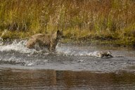 Lynx fails to catch duck, Denali National Park, Alaska, America - 2000s
