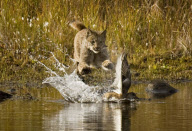 Lynx fails to catch duck, Denali National Park, Alaska, America - 2000s