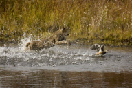 Lynx fails to catch duck, Denali National Park, Alaska, America - 2000s