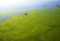 CHINA-QINGDAO-ALGAE (CN)
