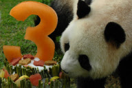 CHINA-MACAO-GIANT PANDA-BIRTHDAY (CN) 
