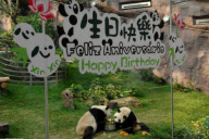 CHINA-MACAO-GIANT PANDA-BIRTHDAY (CN) 