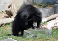 Animals keeping cool at Brookfield Zoo, Chicago, America - Jul 2011