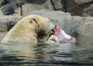 Animals keeping cool at Brookfield Zoo, Chicago, America - Jul 2011