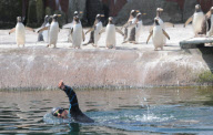 Zoologe schwimmt im Pinguingehege von Edinburgh