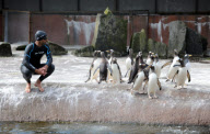 Zoologe schwimmt im Pinguingehege von Edinburgh