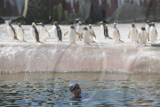 Zoologe schwimmt im Pinguingehege von Edinburgh