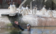 Zoologe schwimmt im Pinguingehege von Edinburgh