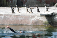 Zoologe schwimmt im Pinguingehege von Edinburgh