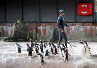 Zoologe schwimmt im Pinguingehege von Edinburgh