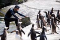Zoologe schwimmt im Pinguingehege von Edinburgh