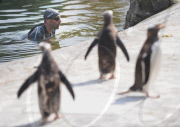 Zoologe schwimmt im Pinguingehege von Edinburgh