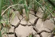 #CHINA-GUANGXI-BAISE-DROUGHT (CN)