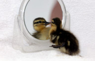 Gerettet durch Spiegelbild