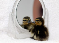 Gerettet durch Spiegelbild