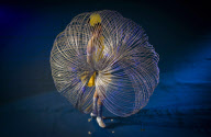 **CHINA-HONG KONG-HOLA HOOPS-PERFORMANCE (CN)