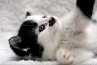 Kitler - das Kätzchen mit dem "Hitlerbart"