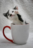 Kitler - das Kätzchen mit dem "Hitlerbart"