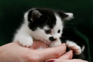 Kitler - das Kätzchen mit dem "Hitlerbart"