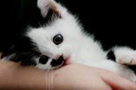 Kitler - das Kätzchen mit dem "Hitlerbart"