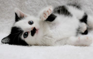 Kitler - das Kätzchen mit dem "Hitlerbart"