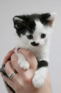 Kitler - das Kätzchen mit dem "Hitlerbart"