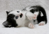Kitler - das Kätzchen mit dem "Hitlerbart"